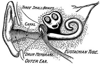 FIG. 194.—The ear.