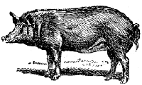 TAMWORTH PIG