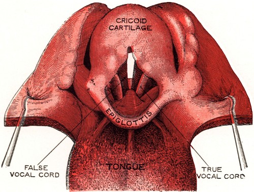 PLATE IV