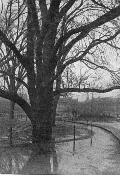 The English elm in winter