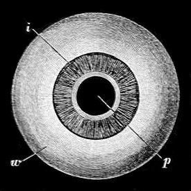 Fig. 10.

Eye-ball seen from the front.

(After Le Gros Clark.)

w, White of eye. i, Iris. p, Pupil.