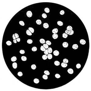 Fig. 29.

Single-celled green plants growing
and dividing (Pleurococcus).
(After Thuret and Bornet.)