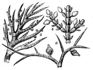 Fig. 65.

Three seaweeds of Fig. 63 much magnified to
show fruits. (Harvey.)

2, Sphacelaria filicina. 3, Polysiphonia
urceolata. 4, Corallina officinalis.