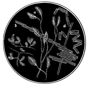 Fig. 69.

Living diatoms.

a, Cocconema lanceolatum. b, Bacillaria
paradoxa. c, Gomphonema marinum. d,
Diatoma hyalina.